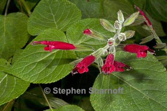 salvia tubifera 2 graphic